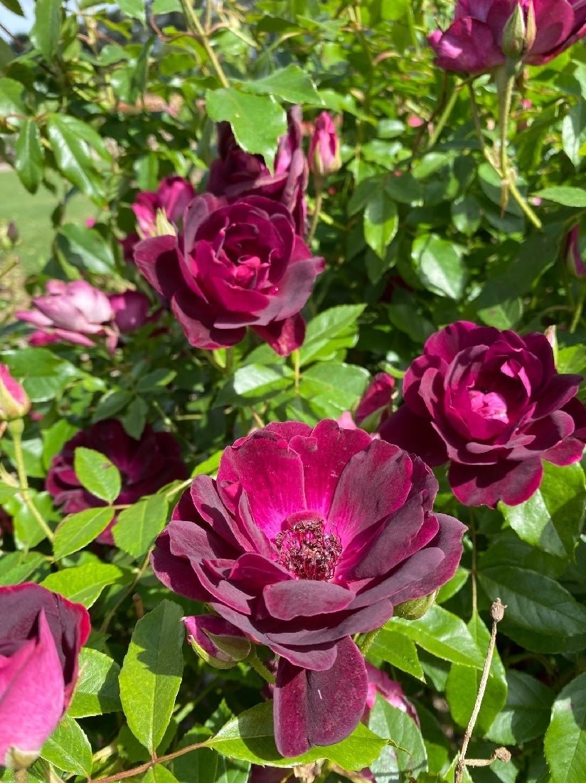 Rose Burgundy Iceberg Standards (Rosa) - Ladybird Nursery