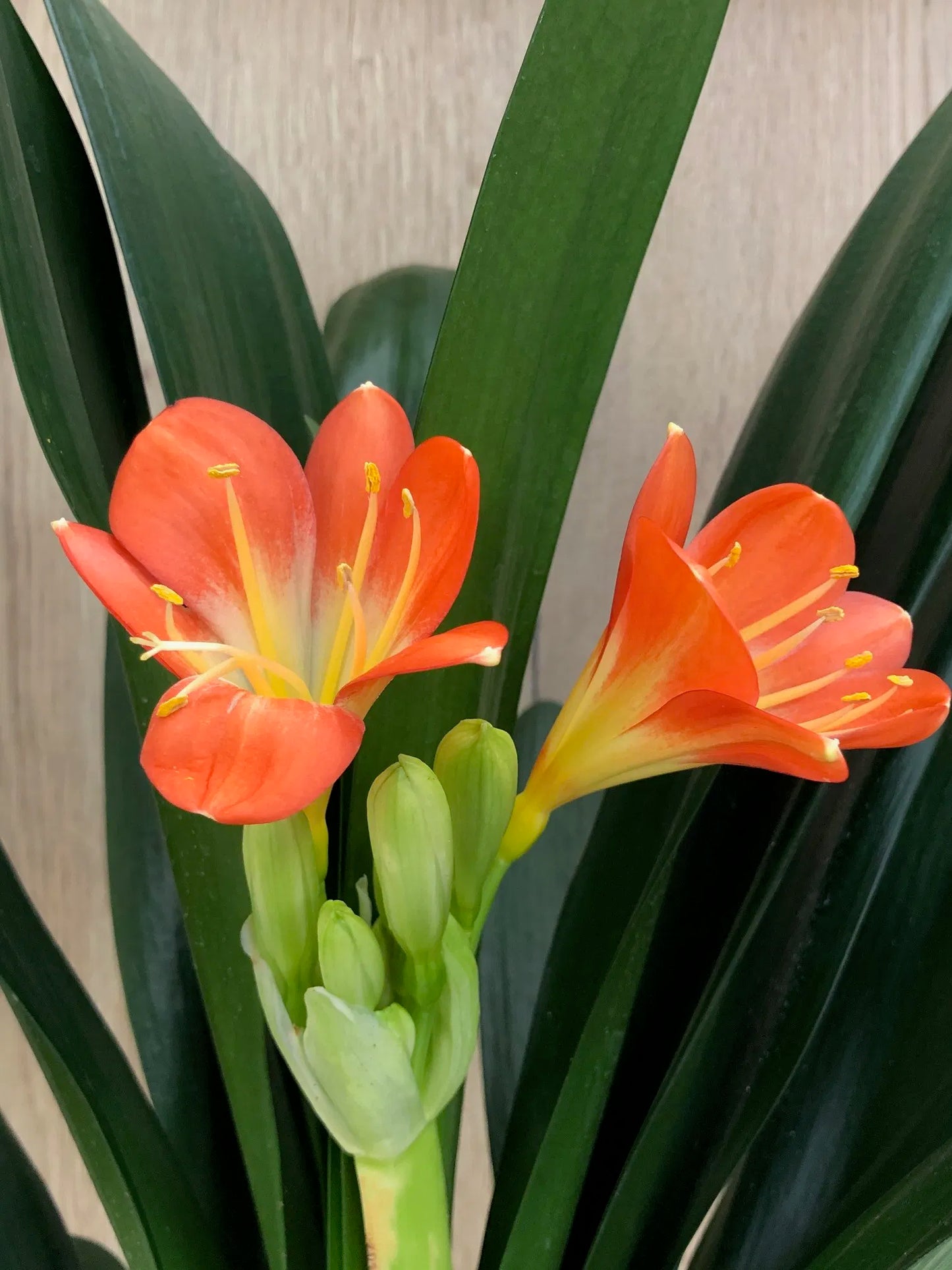 Bush Lily (Clivia miniata)