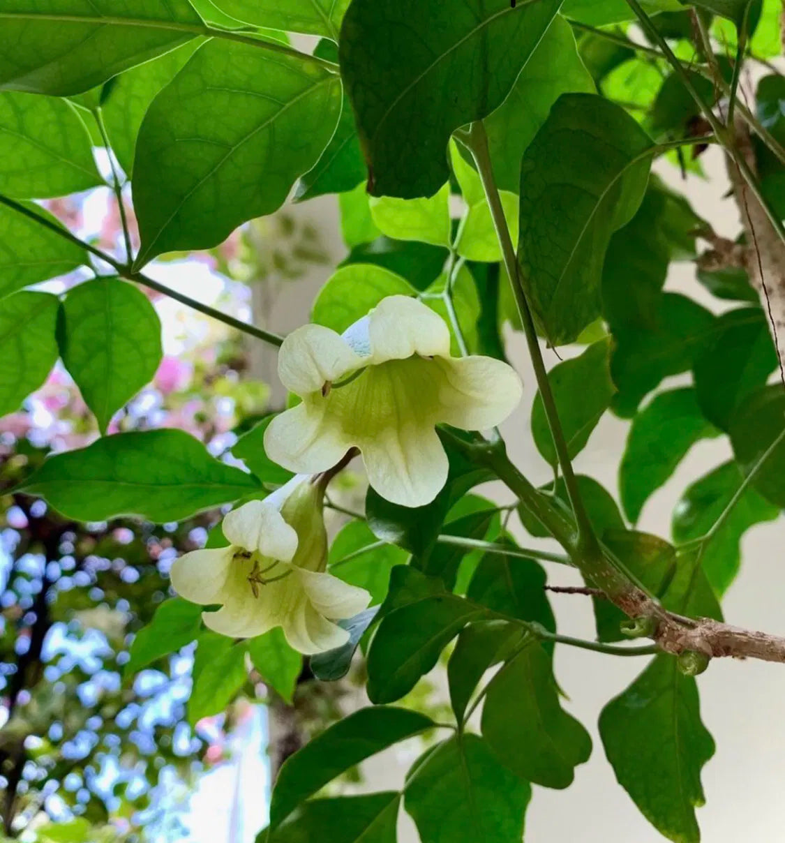 Radermachera Summerscent ™