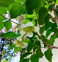 Radermachera Summerscent ™