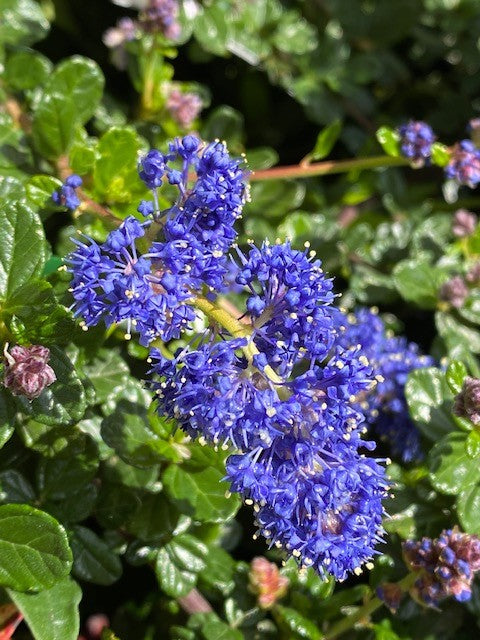California Lilac Blue Pacific (Ceanothus papillosus)