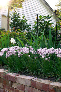 Society Garlic Fairy Star (Tulbaghia)