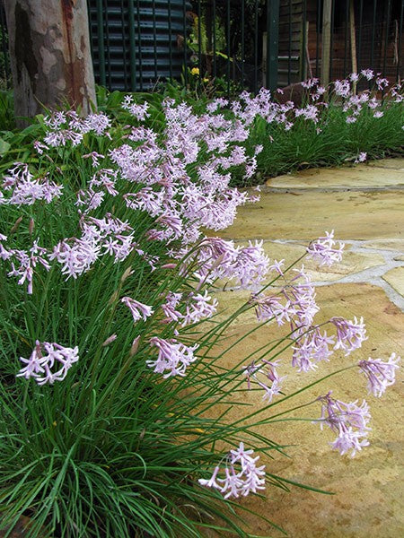 Society Garlic Fairy Star (Tulbaghia)