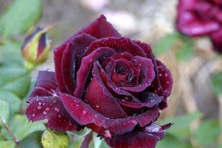 Rose Black Velvet (Rosa) - Ladybird Nursery