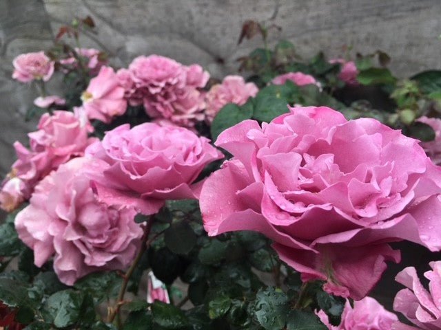 Rose Angel Face 3 ft Standards (Rosa) - Ladybird Nursery