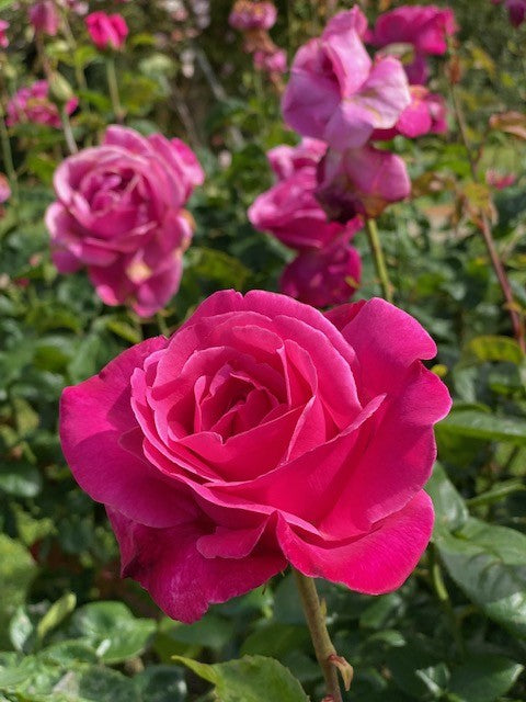 Rose Best Friend 2 ft Standards (Rosa)