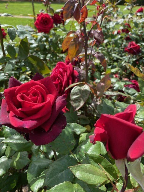 Rose Camp David (Rosa) - Ladybird Nursery