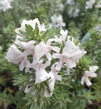 Coastal Rosemary Little Westie (Westringia)
