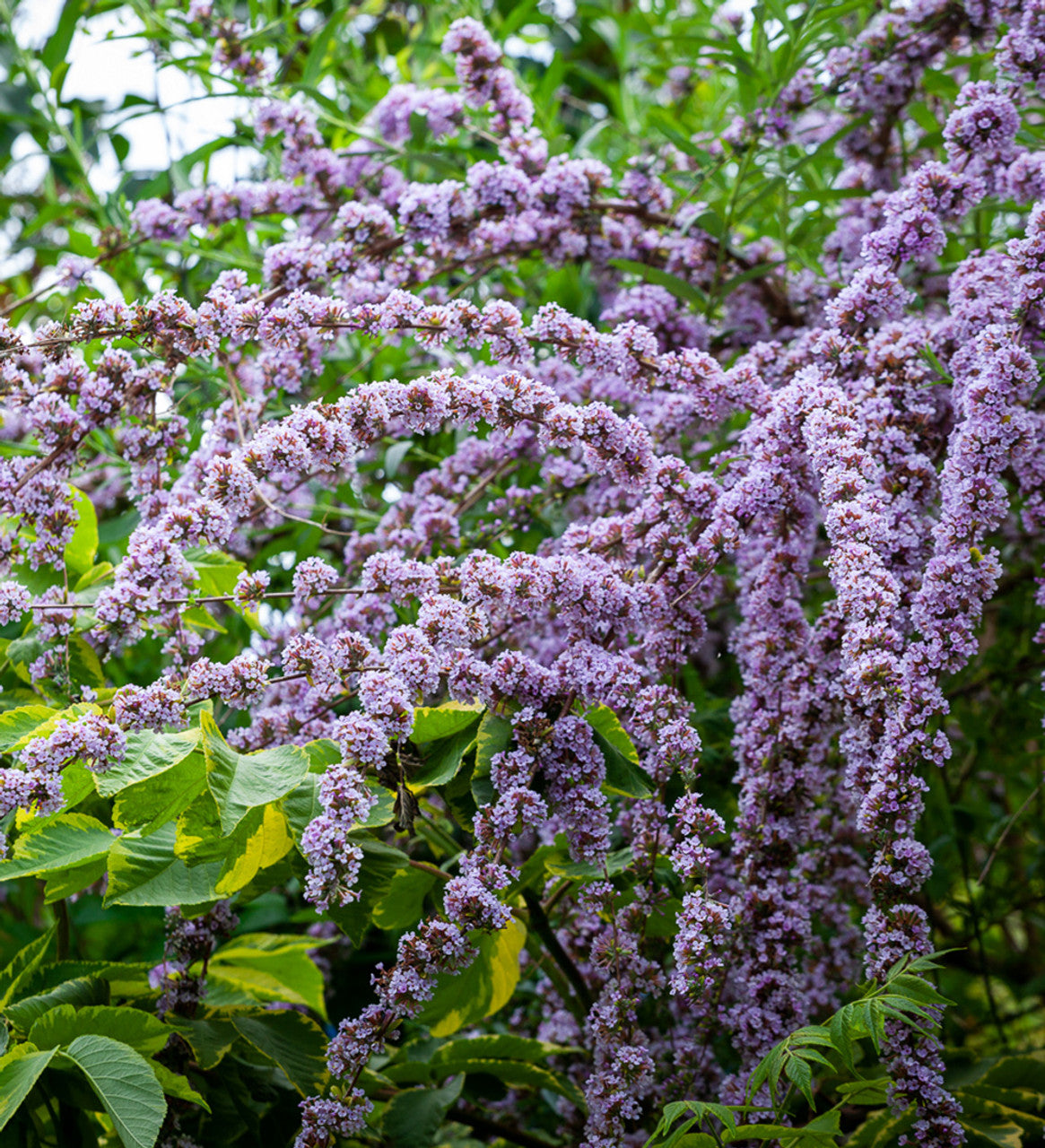 Butterfly Bush (Buddleja alternifolia)