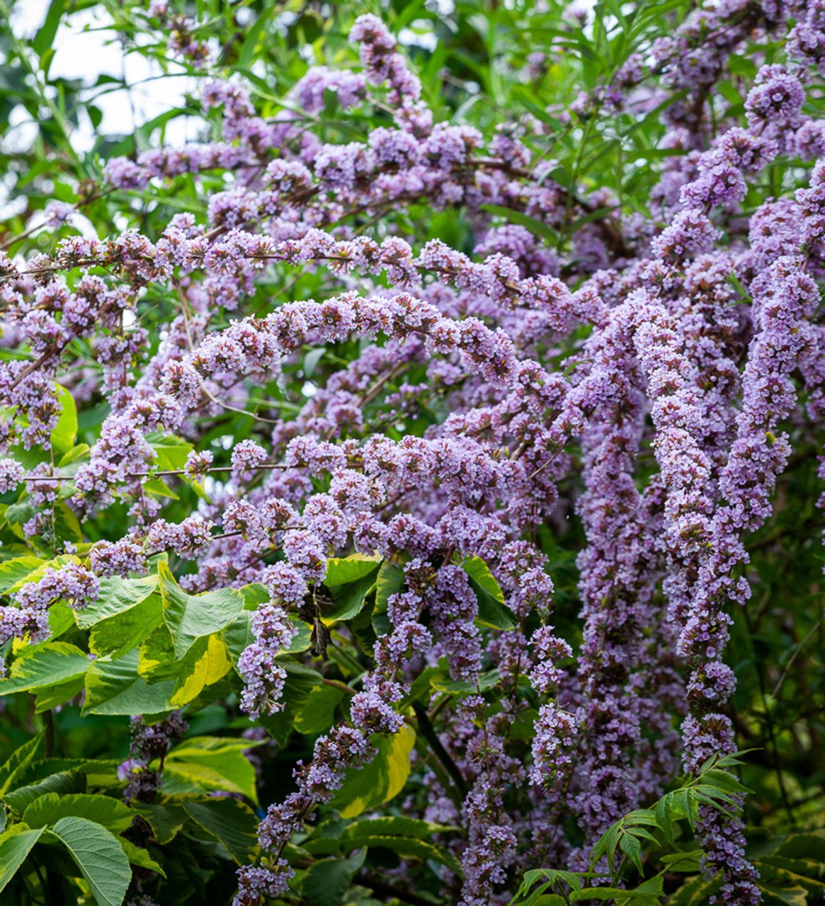 Butterfly Bush (Buddleja alternifolia) - Ladybird Nursery