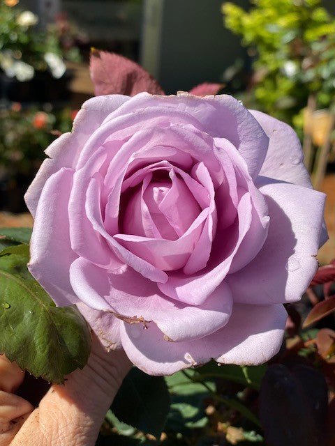 Rose Blue Moon 3 ft Standards (Rosa) - Ladybird Nursery