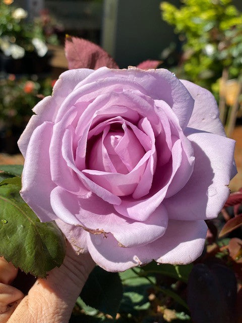 Rose Blue Moon 4ft Standards (PICK UP ONLY)