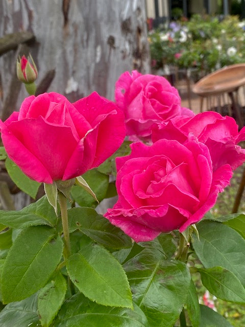 Rose Perfume Delight 3 ft Standards (Rosa)