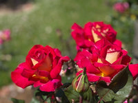 Rose Fionas Wish 2 ft Standards (Rosa)