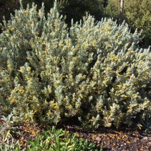 Grevillea Wendy Sunshine Standards