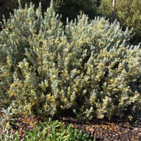 Grevillea Wendy Sunshine Standards