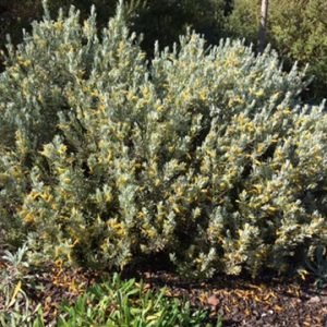 Grevillea Wendy Sunshine Standards - Ladybird Nursery