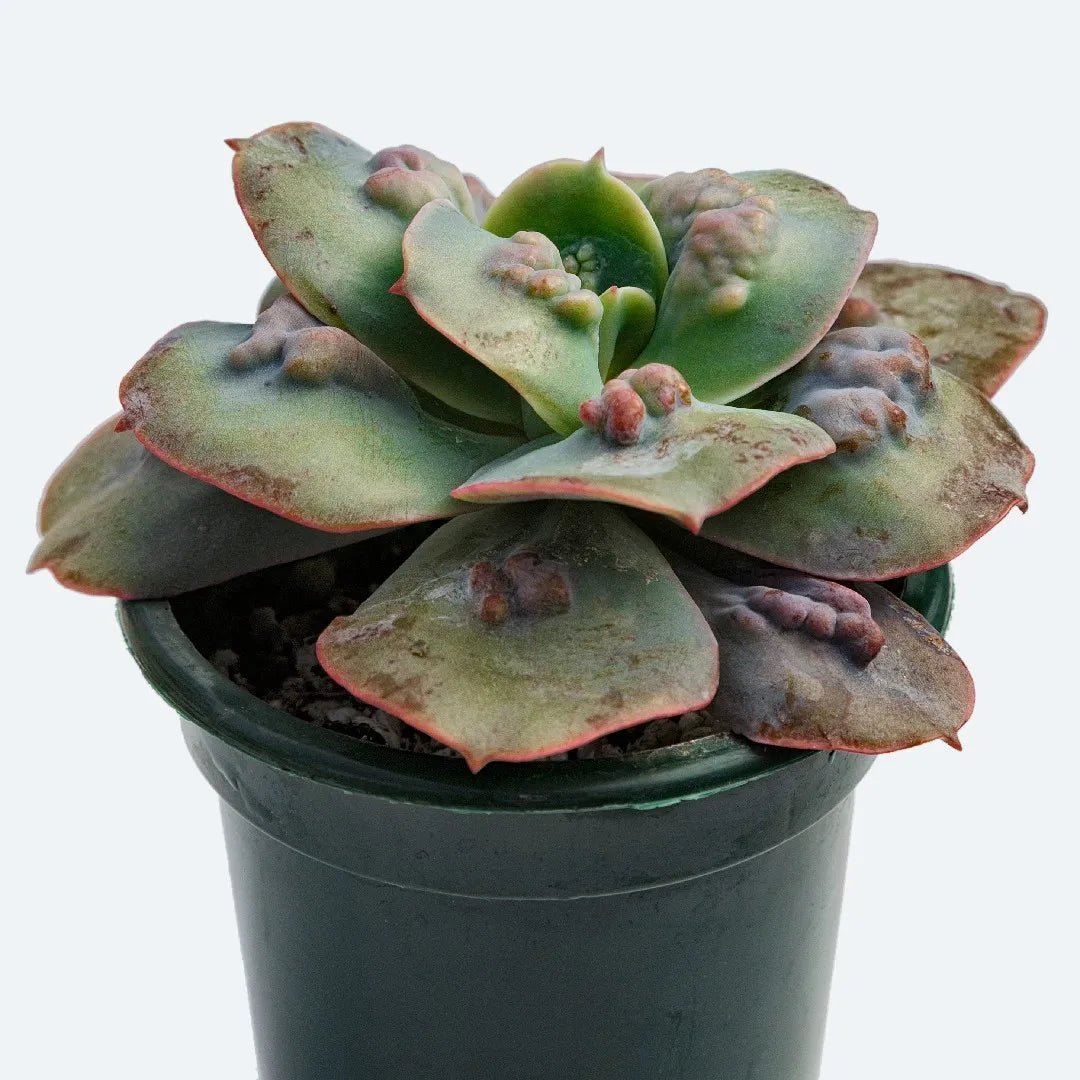 Hens and Chicks Bold (Echeveria Baron) - Ladybird Nursery