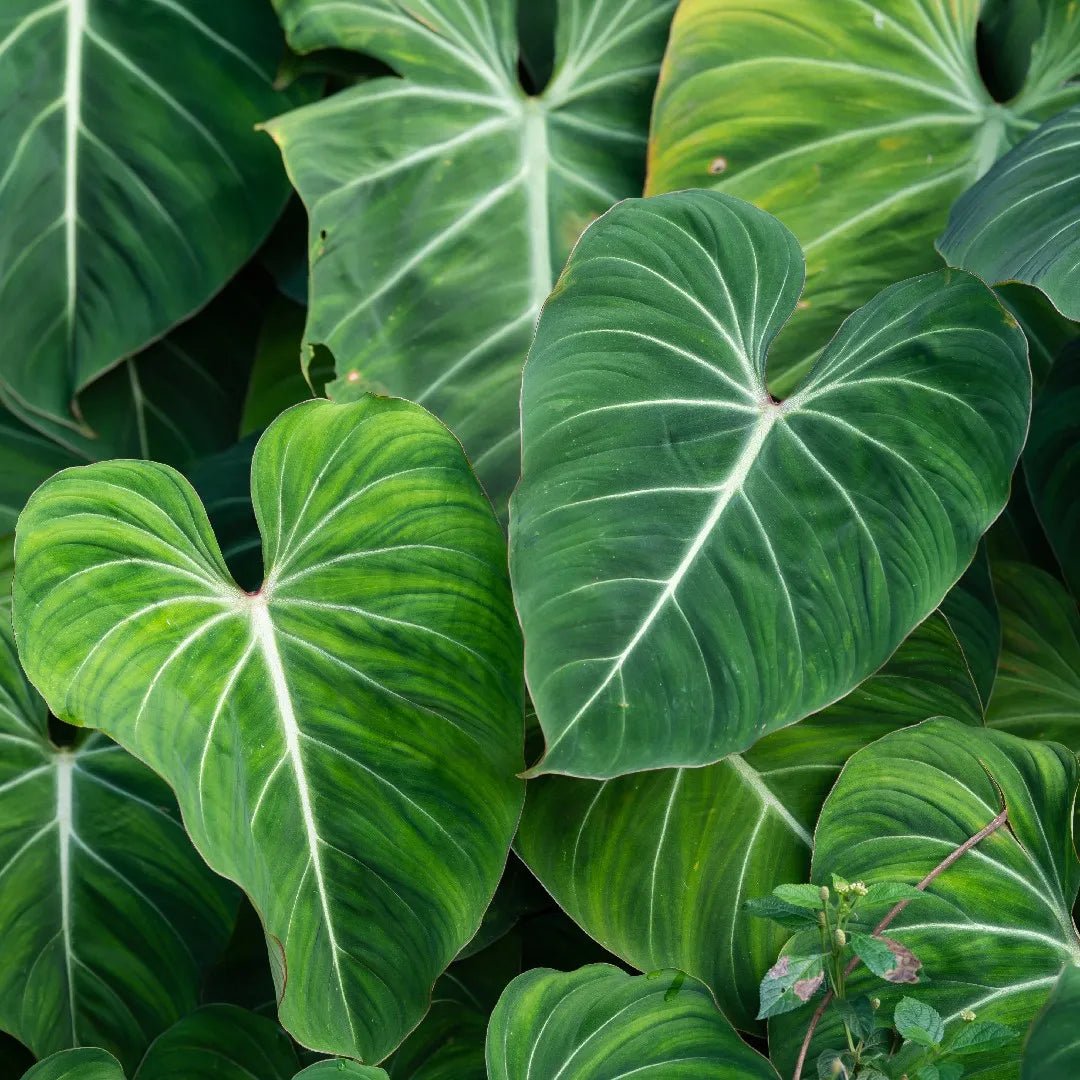 Philodendron (Philodendron gloriosum) - Ladybird Nursery