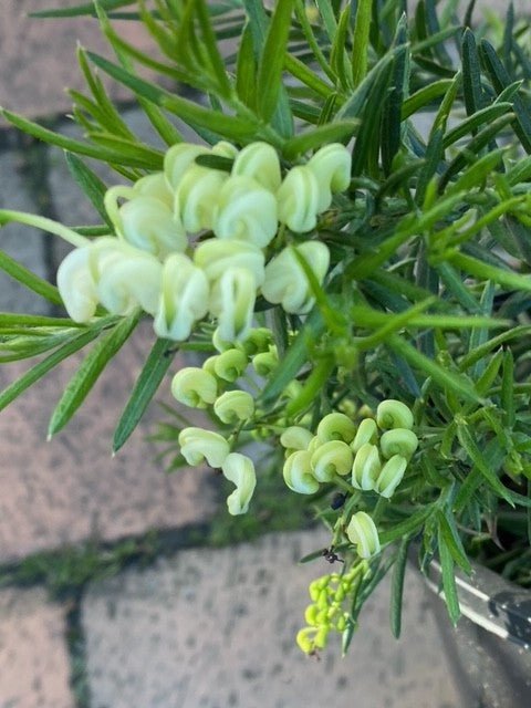 Grevillea 'White Knight' - Ladybird Nursery