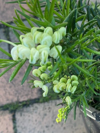 Grevillea 'White Knight'