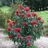 Waratah Gembrook (Telopea) - Ladybird Nursery