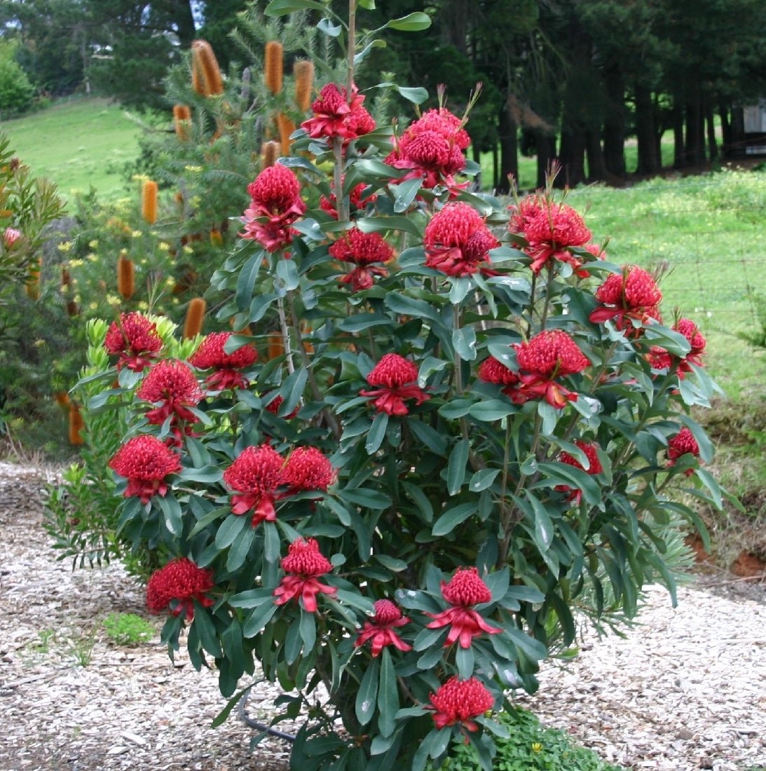 Waratah Shady Lady® (Telopea) - Ladybird Nursery