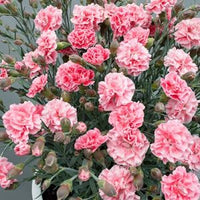 Hibiscus Rio Clara Jam Drop