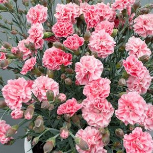 Hibiscus Rio Clara Jam Drop