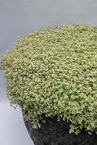 Stonecrop Blob (Sedum speckled)