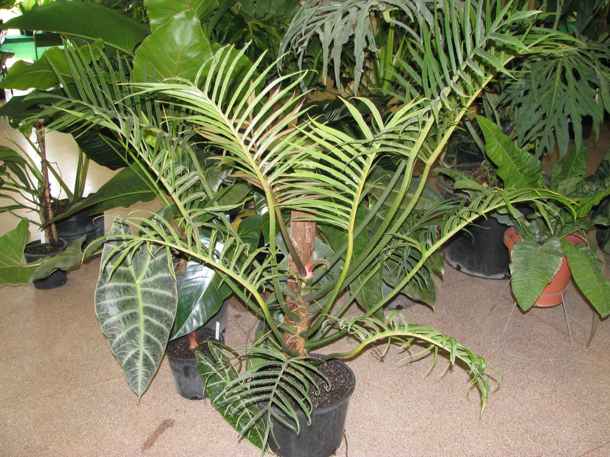 Philodendron (Philodendron tortum)