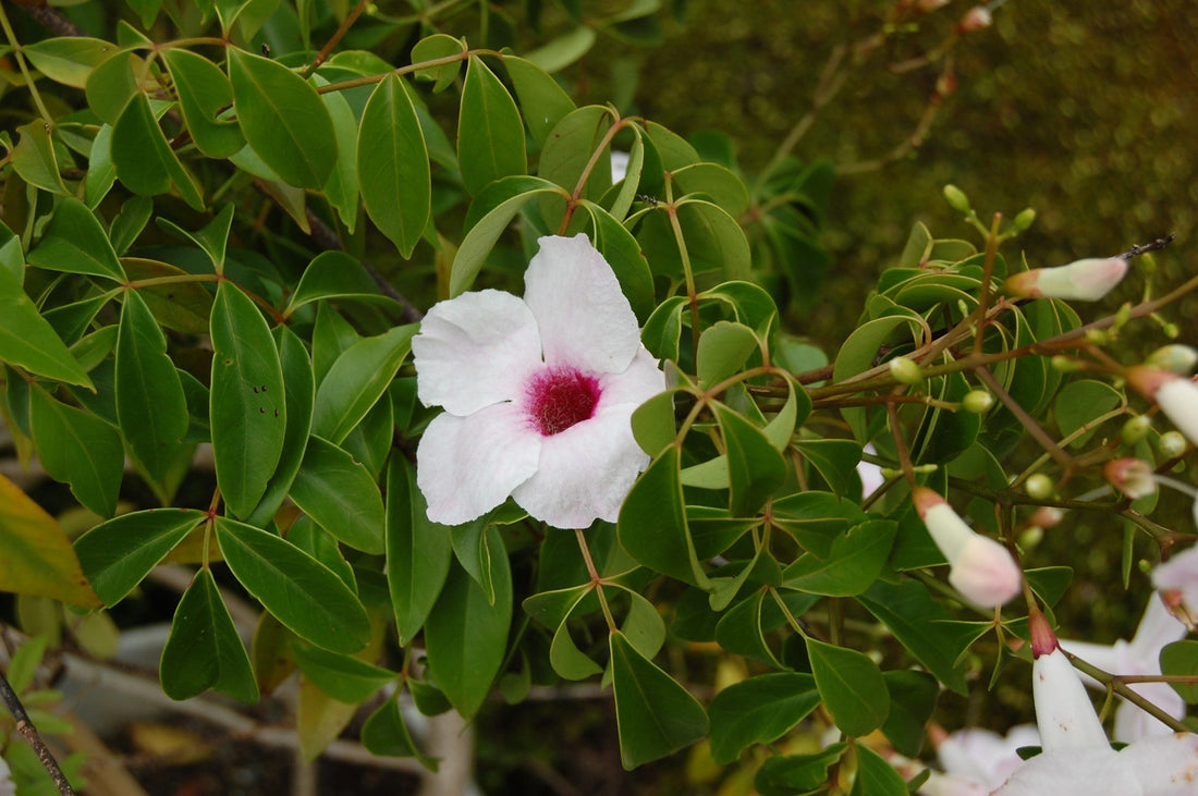 Rosy Bower Vine Belles (Pandorea) - Ladybird Nursery