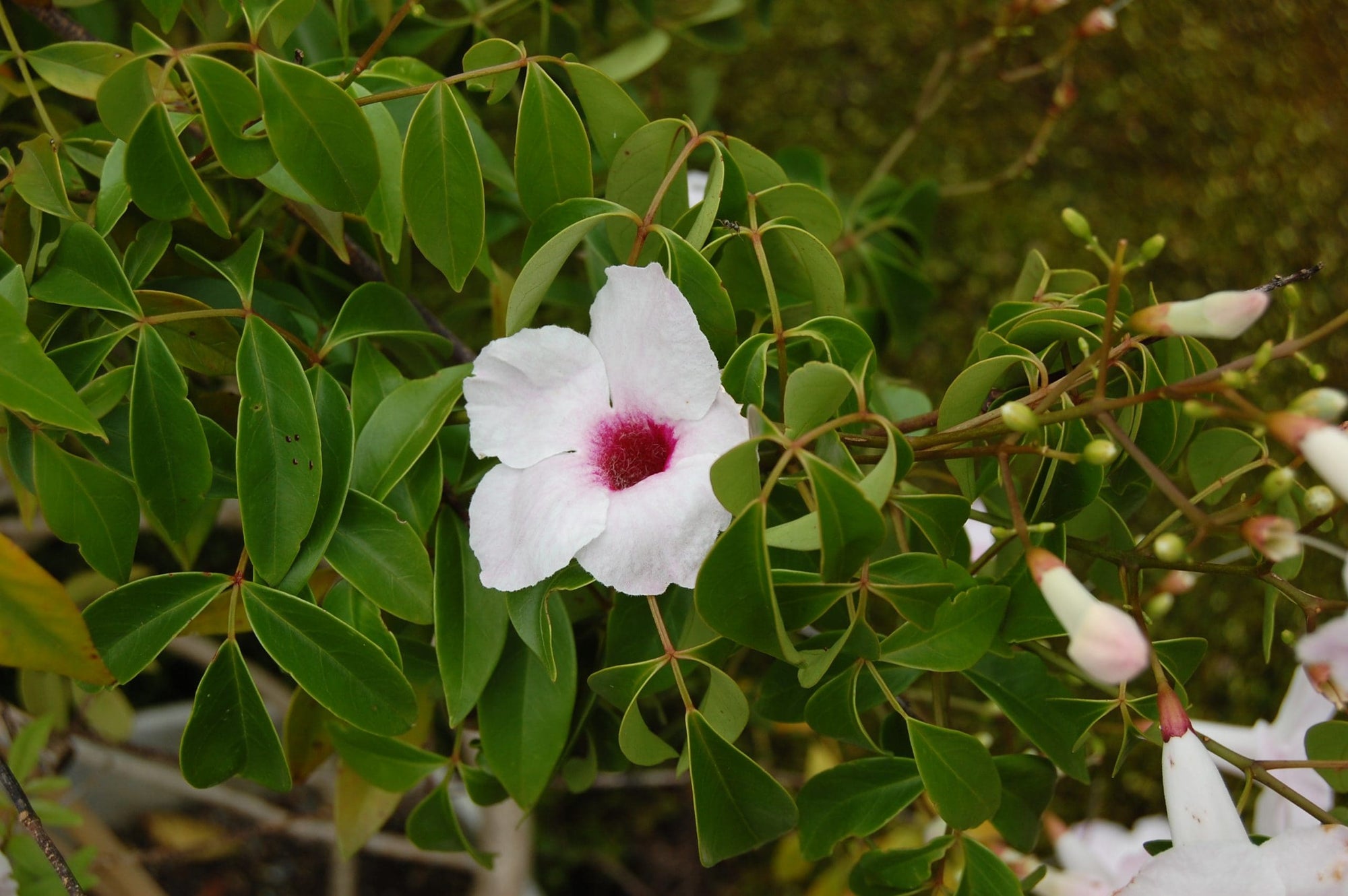 Rosy Bower Vine Belles (Pandorea) - Ladybird Nursery