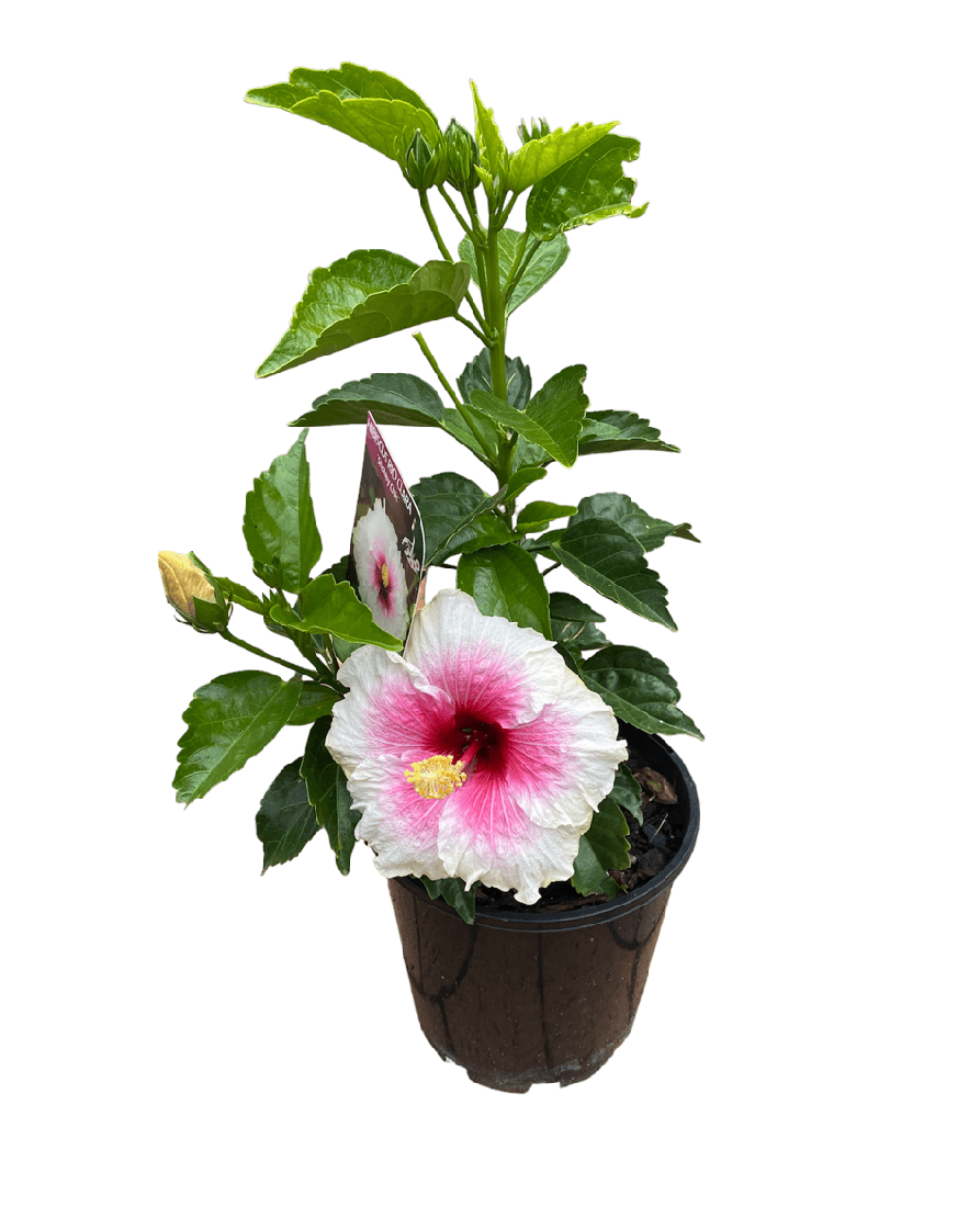 Hibiscus Rio Clara Shabby Chic - Ladybird Nursery