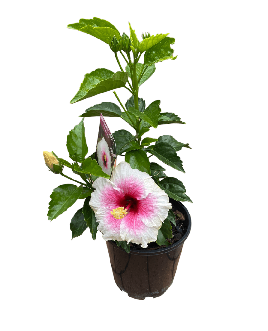 Hibiscus Rio Clara Shabby Chic