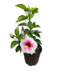 Hibiscus Rio Clara Shabby Chic