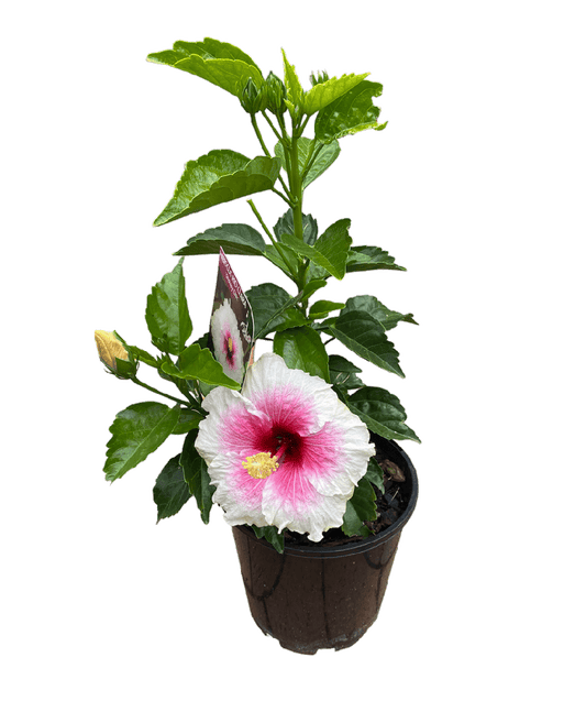 Hibiscus Rio Clara Shabby Chic