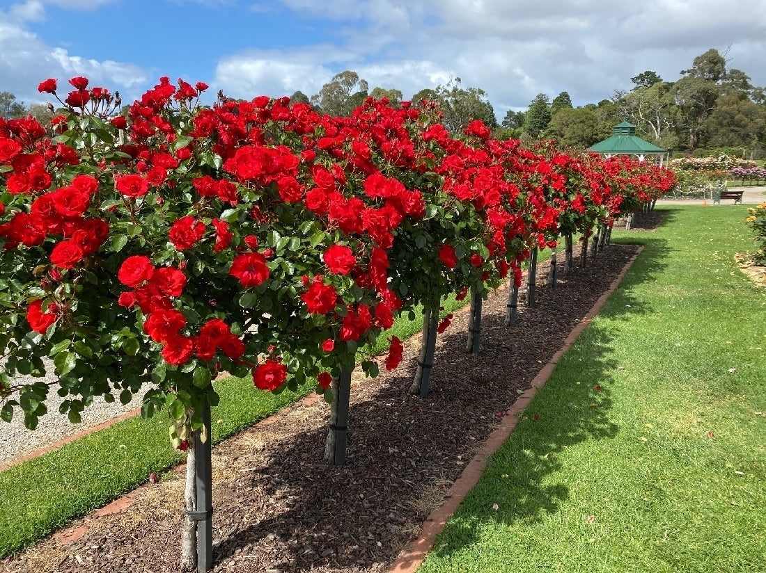 Rose La Sevillana 3 ft Standards (Rosa)