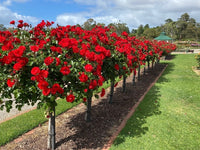 Rose La Sevillana 3 ft Standards (Rosa)