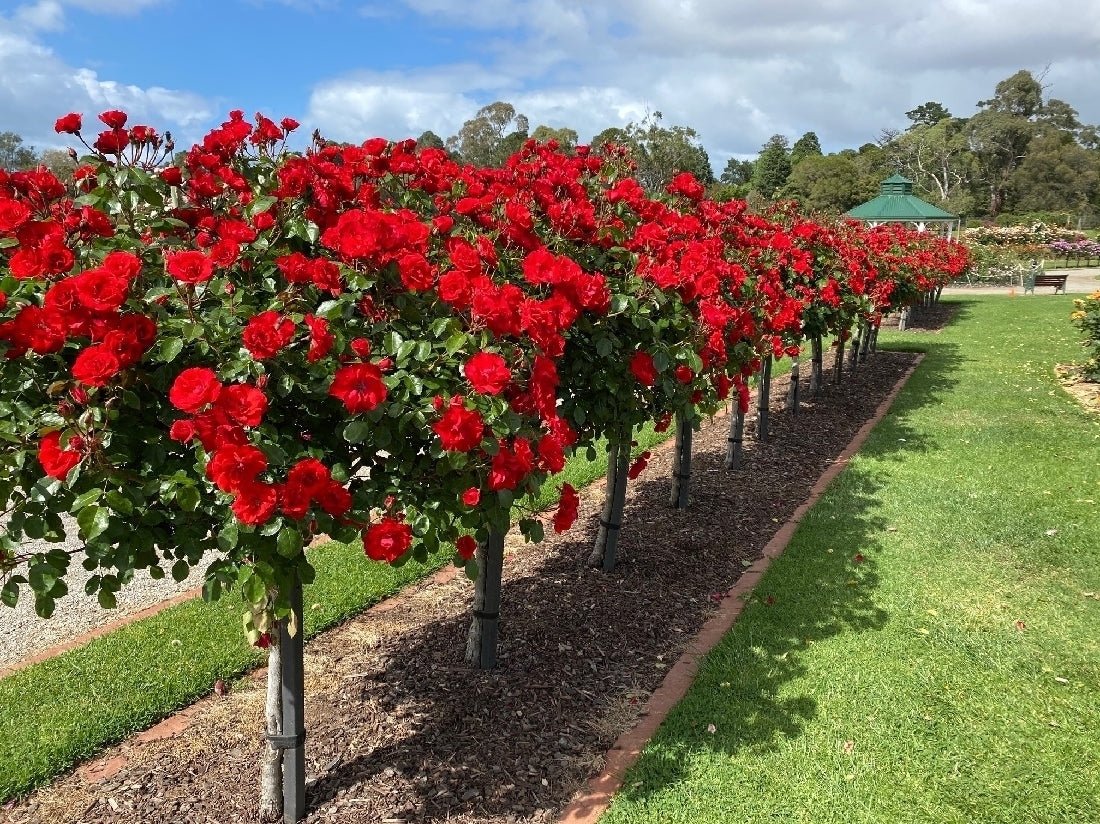 Rose La Sevillana 3 ft Standards (Rosa) - Ladybird Nursery