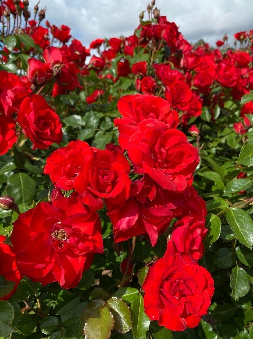 Rose La Sevillana 3 ft Standards (Rosa)