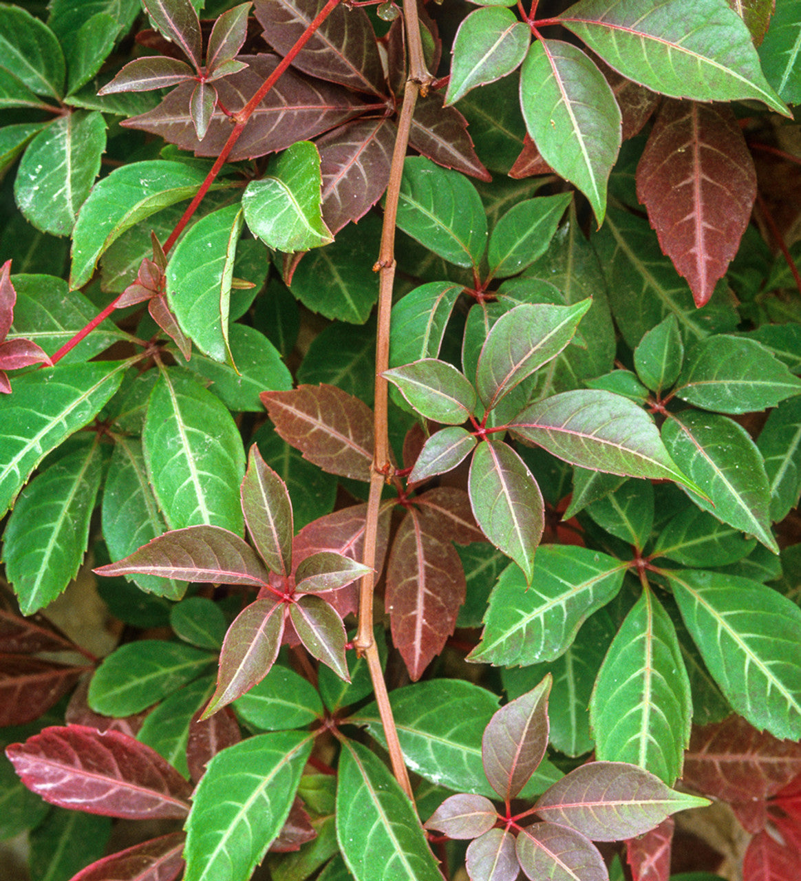Chinese Virginia Creeper (Parthenocissus henryana)