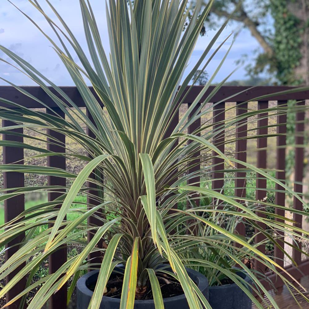Cordyline Purple Dazzler (Cordyline australis)