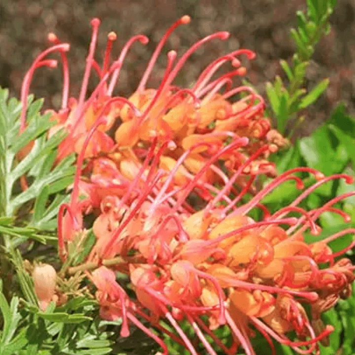 Grevillea Soopa Doopa - Ladybird Nursery