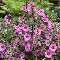 African Rose Dayo (Anisodontea African)