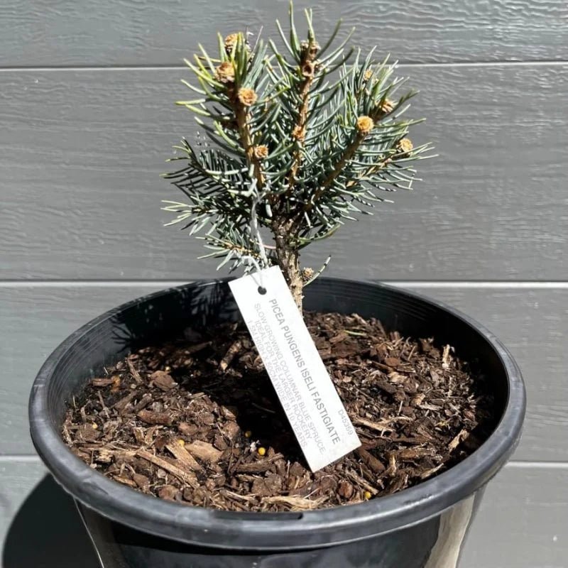 Blue Spruce Iseli Fastigiate (Picea pungens) - Ladybird Nursery