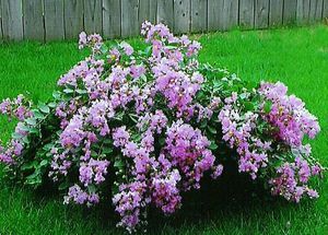 Crepe Myrtle Infinitini Orchid (Lagerstroemia) - Ladybird Nursery