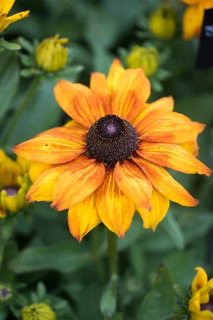 Rudbeckia Sunbeckia Black-eyed Susan Lucia