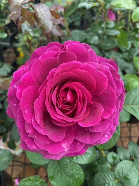 Rose Showpiece™ Berry (Rosa)