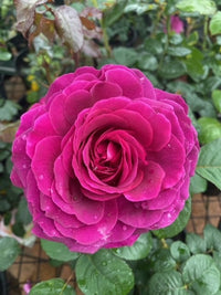 Rose Showpiece™ Berry (Rosa)